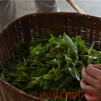 Introduction to the Yunnan Black Tea (Dian Hong) Processing Techniques