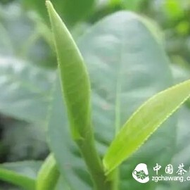 Quality Characteristics of Tea in Different Seasons