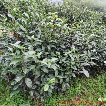 Countermeasures for Tea Gardens Affected by High Temperature and Heat Stress in Fujian Province