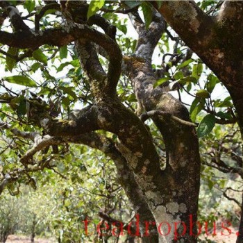 Puer Tea: The Sacred Land of Ancient Trees at Xigui