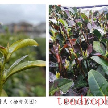 West Lake Longjing Tea Garden Precision Management Technology Guidance Series – What to Do About the Current Cold Spell