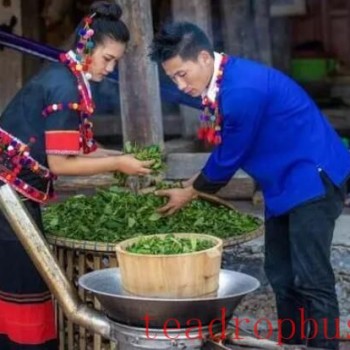Exploring the Ancient Art of Sour Tea Making Among the Deang People in Yunnan