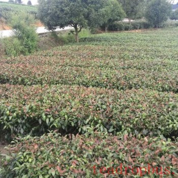&quot;Autumn Tiger&quot; has arrived! Please make sure to receive this anti-drought technical guide for tea plantations!