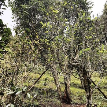 The Parasite in Ancient Tea Trees — The Wireworm