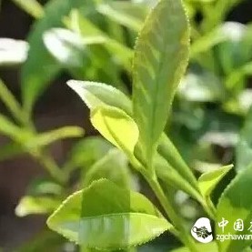 Teach You How to Identify 2015 Spring Tea, Don't Be Cheated by Unscrupulous Merchants