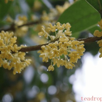 Can Osmanthus and Houttuynia Cordata Be Brewed Together for Tea?