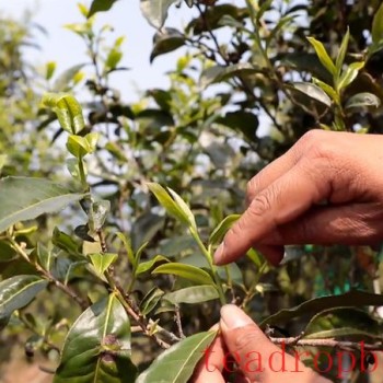 Puer Ning-er: Empowering Tea Culture Inheritance and Development with Intangible Cultural Heritage Techniques