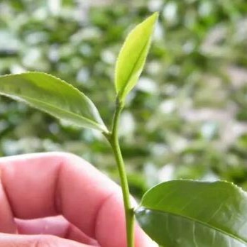 Seven "No's" of Tea Drinking