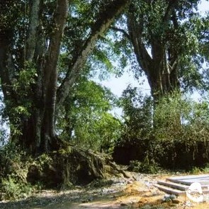 What are the taste differences of ancient tree tea of different tree ages?