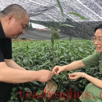 New Varieties of Yaan-s Tea Industry Continuously Hit the Market; Mechanized Harvesting Boosts Farmers- Income