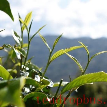 What Are the Benefits of Drinking Spring Tea!