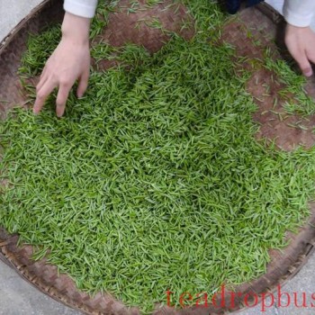 The Coordinated Development of "Three Teas" Shapes a New Industrial Pattern in Xinyang City