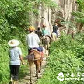 Common Knowledge Q&A about Wuyi Mountain Tea