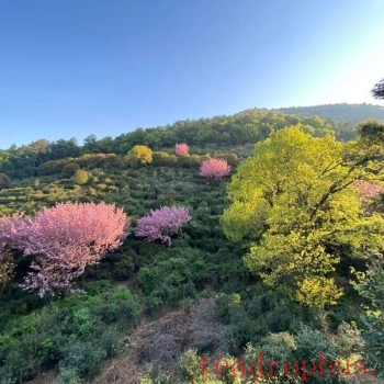 Processing Technology: The Manufacturing Process and Key Points of Dongting Mountain Biluochun Tea from Suzhou