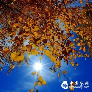 【Season】Autumn is Suitable for Drinking Oolong Tea, Tieguanyin and Other Green Teas