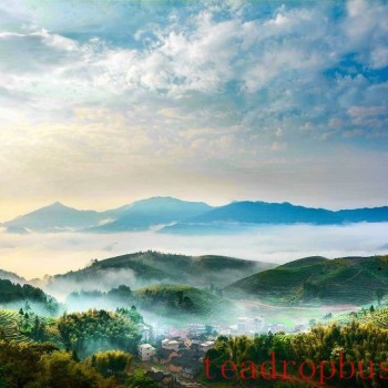Gem of the High Mountains, A Jewel Among Teas