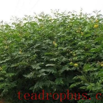 Characteristics of Summer Green Manure Varieties and Planting Techniques in Tea Gardens