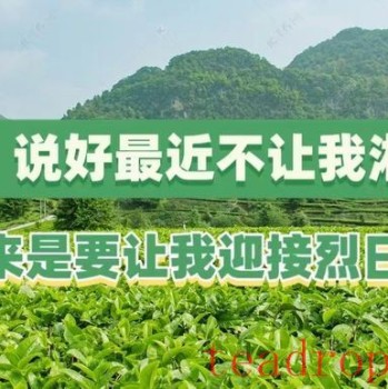 Out of the Plum Rains! Post-Flood Management for Tea Gardens and Measures to Combat Heatwaves and Drought