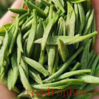 What are the processing steps for green tea? What types of green tea are there?