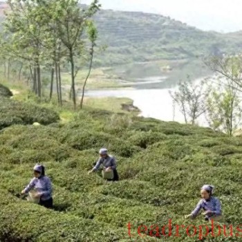 Huaiyuan Tongbai: Empowering the Tea Industry with Technology for Quality and Efficiency