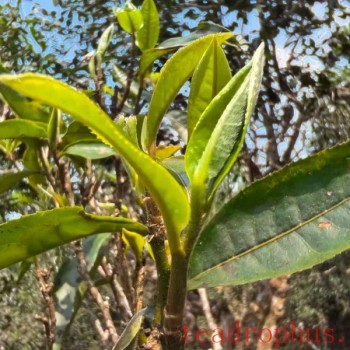 Tea King Festival: An Overview of the History and Culture of Menghai Pu-er Tea (Part Five)