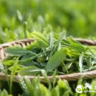 Five Major Reasons Why High Mountains Produce Good Tea