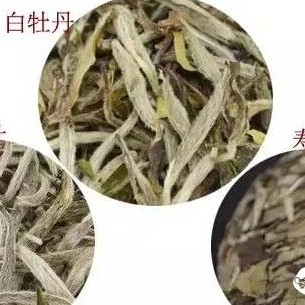 【Tea Knowledge】Do You Know About the 'Three White Teas'?