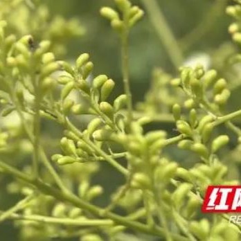 Baqiao Town, Qiyang: Golden Sophora Flowers Turned into Tea—Small Village Engages with the Larger Market