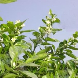 Origin of Bitter Orange Flower Tea