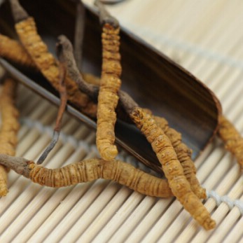 Cordyceps is too expensive, Golden Flower Pu-erh is more affordable