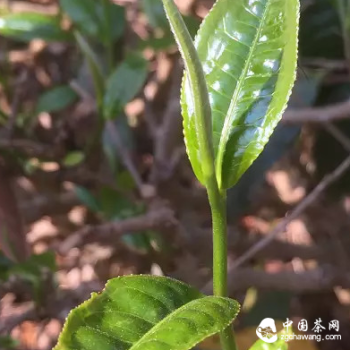 The Real Secret of Pu-erh Tea's Lipid-Lowering Effect, According to Doctors!