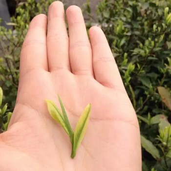 In Early Summer, the Tip of the Tongue Should Taste Green Tea