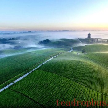 Cultural Tea Infusion: New Landscapes in China’s Top Tea County