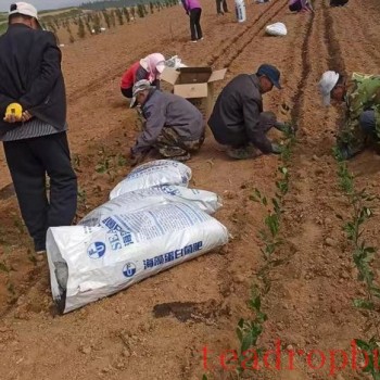 Key Technologies for Winter Protection and Management of Tea Gardens in Rizhao City