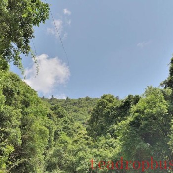Seeking Tea in Changning: The Secret Paradise Mountain, a Haven for Wild Tea