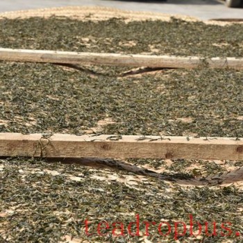 The Difference Between Sun-Dried Green (Sun-Dried) and Baked Green (Oven-Dried) Pu-er Tea