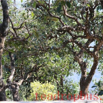 What is the Price of Centennial Ancient Tree Pu-er Tea?