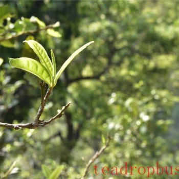 Should Pu-er Tea Also Pursue Spring Tea?