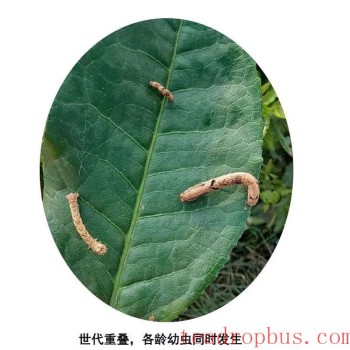 Severe Infestation of Tea Looper: How to Cope, Find Out Here