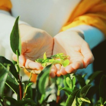 How to Drink Tea Healthily? Follow the Four Principles of &quot;Early, Less, Mild, and Warm&quot;