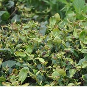 Current Green Control Measures for the Tea Green Leafhopper