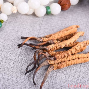 Brewing Method and Benefits of Cordyceps Tea