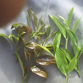 Identification of Wild Tea, Abandoned Tea, and Terrace Tea in Pu-erh Tea