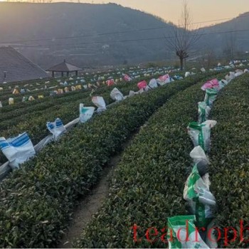 Rizhao City: Technical Guidance for Tea Gardens Dealing with Extreme Weather