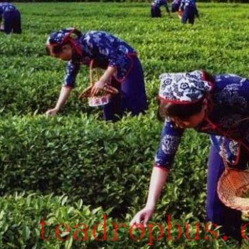 Tea Picking Techniques and Optimal Planting Times?