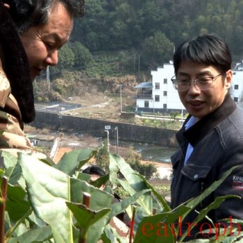 High Mountain Tea Gardens in Huangshan District Welcome On-site Guidance from Tea Professors!