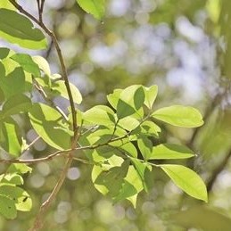 Tian Tang Mountain in Changning County: Exploring Wild Tea Trees