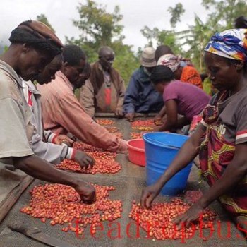 DRC Coffee Exports Decline Despite Production and Cultivation Increase