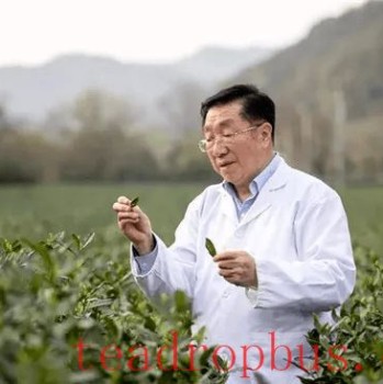 With Over 60 Years of Research, He Offers Seven Key Tips and Four Principles for Drinking Tea