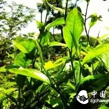 Analysis of Raw Material Indicators for "Good Tea" in Pu-erh Tea